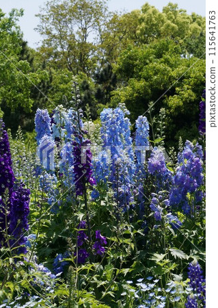 Delphinium flower 115641763