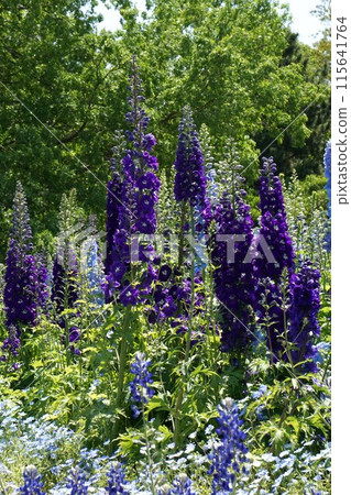 Delphinium flower 115641764