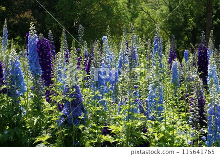 飛燕草花 115641765