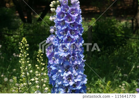 Delphinium flower 115641770