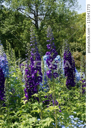 飛燕草花 115641773