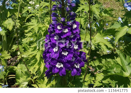 Delphinium flower 115641775
