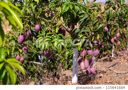 Mango fruits ripening on tree branches in orchard Mango fruits ripening on tree branches in orchard 115641884