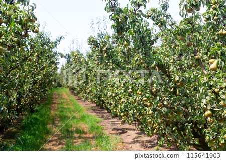 Fresh organic pears on tree branches 115641903
