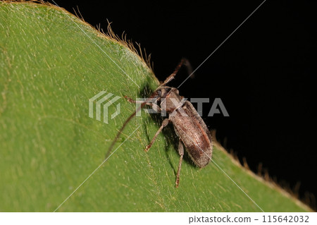 生物 昆蟲 Garoakesikamiki，一種小型長角甲蟲，體長約 4 至 5 毫米。森林邊緣有葛葉 115642032