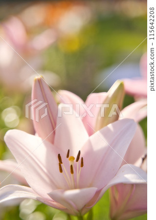 Lily Road at Tomboike Park 115642208