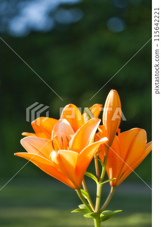 通博伊克公園的百合 115642221