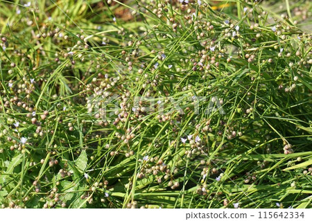 接骨木果 115642334