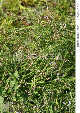 Siskin fruit 115642335