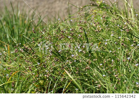 Siskin fruit 115642342