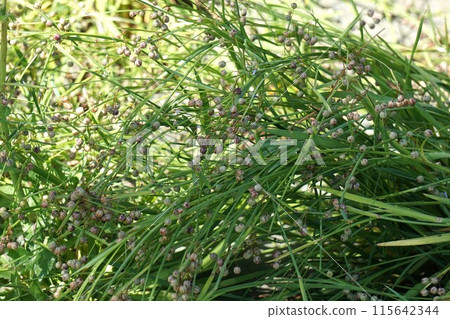 Siskin fruit 115642344