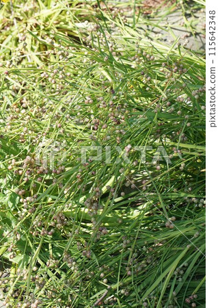 接骨木果 115642348