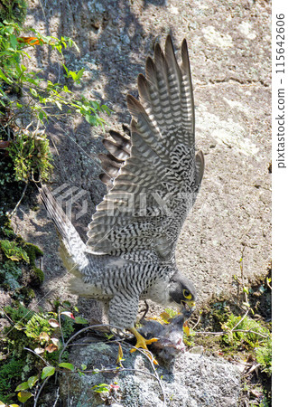 An adult Peregrine Falcon eating with wings spread on a cliff 115642606
