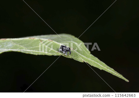 油菜象甲蟲 115642663