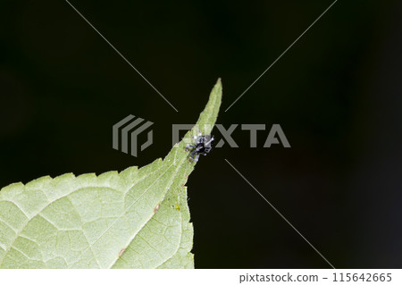 油菜象甲蟲 115642665