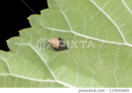 Togarion spider 115642669