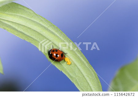 Nana Hoshi Tentou Nana Hoshi Tentou 115642672