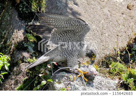 An adult Peregrine Falcon eating with wings spread on a cliff An adult Peregrine Falcon eating with wings spread on a cliff 115642683