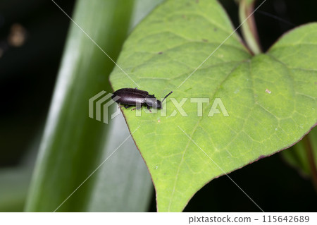 鬍鬚甲蟲 甲蟲 115642689