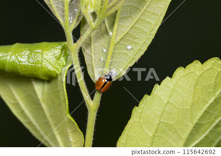 Hime Turtle Hime Turtle 115642692