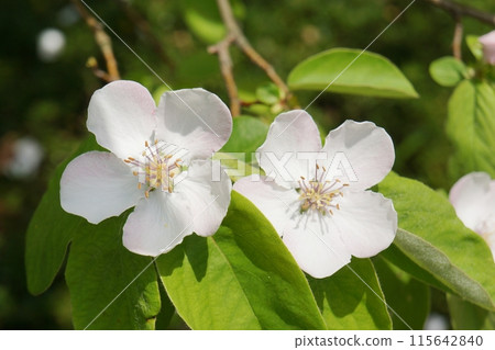 木瓜白花 115642840