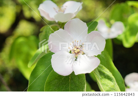 木瓜白花 木瓜白花 115642843