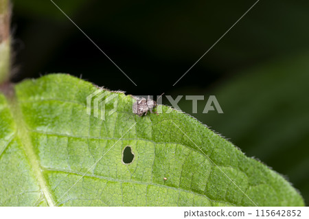 Pacific cod arage monkey leaf beetle Pacific cod arage monkey leaf beetle 115642852