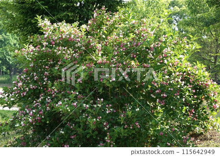 Flower of hakonnettsugi 115642949