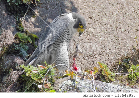 Adult Peregrine Falcon tearing apart its prey 115642953