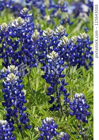 Bluebonnet flower 115643088