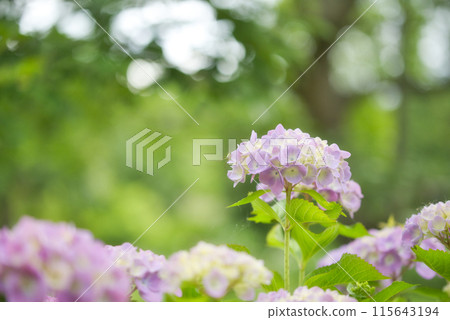 Hydrangeas at the Hydrangea Garden at Tomboike Park Hydrangeas at the Hydrangea Garden at Tomboike Park 115643194