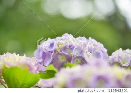 通博伊克公園繡球花園的繡球花 115643201
