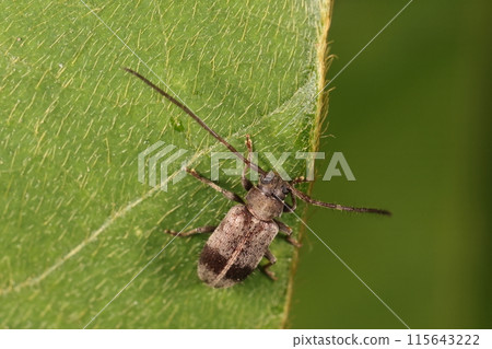 Living creatures, insects, Galois longhorn beetle, Galois is the name of a French diplomat. It seems that insects were collected all over Japan. 115643222