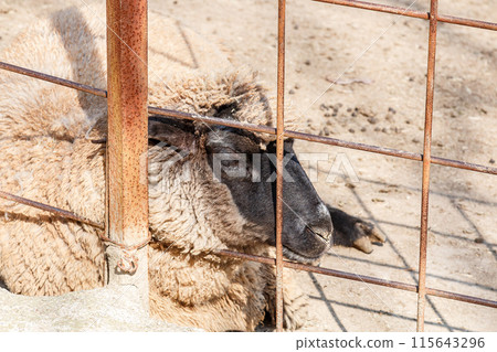 Sheep during break 115643296
