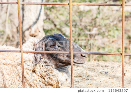 Sheep through the fence Sheep through the fence 115643297