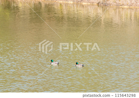 Two ducks swimming on the water Two ducks swimming on the water 115643298