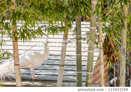 White peacock White peacock 115643299