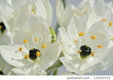 虎眼白花 虎眼白花 115643318