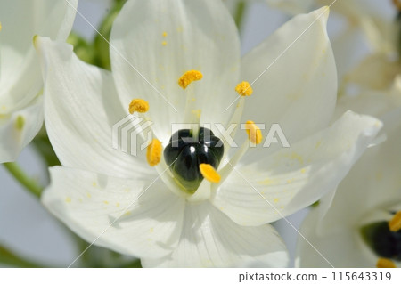 Ornithogalum white flowers Ornithogalum white flowers 115643319