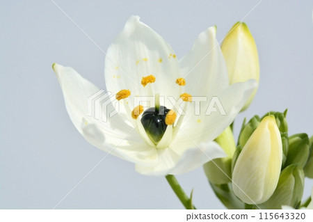 Ornithogalum white flowers 115643320