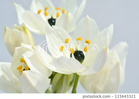 Ornithogalum white flowers 115643321