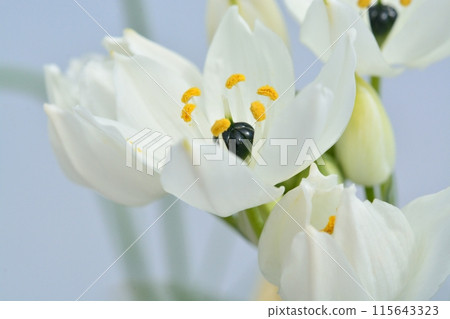 虎眼白花 虎眼白花 115643323