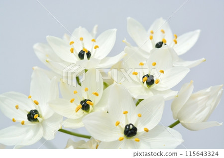 虎眼白花 虎眼白花 115643324