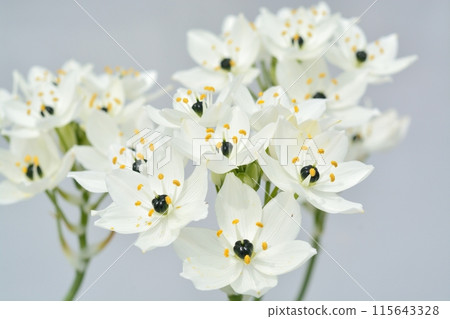 虎眼白花 虎眼白花 115643328