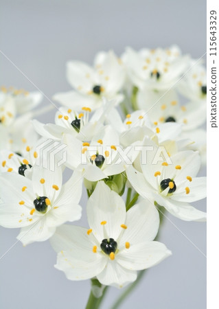 Ornithogalum white flowers Ornithogalum white flowers 115643329