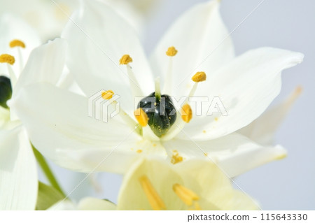 虎眼白花 虎眼白花 115643330