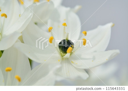 虎眼白花 虎眼白花 115643331