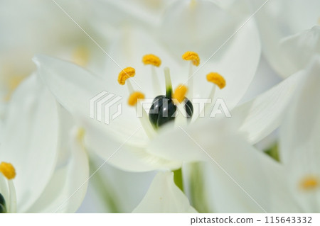 Ornithogalum white flowers 115643332