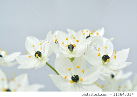 虎眼白花 虎眼白花 115643334