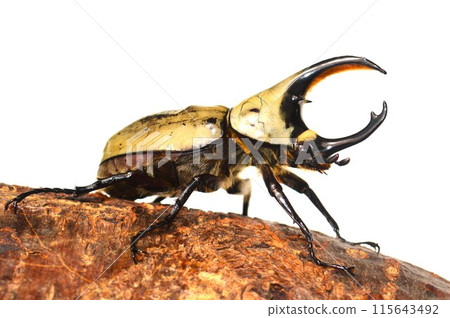 Grant's Stag Beetle on a tree on white background Grant's Stag Beetle on a tree on white background 115643492
